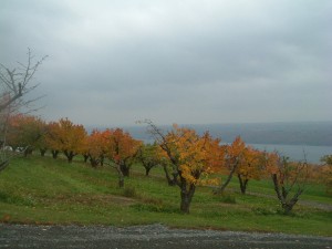 fall 038